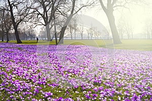 Crocus flowers in the springtime in a public park