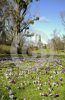 Crocus flowers in the springtime relaxing in a public park, sunlight and trees