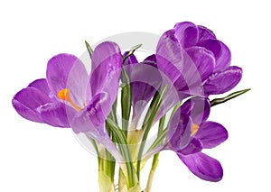 crocus flowers on stem with leaves isolated on white background