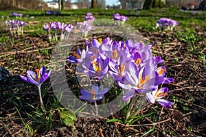 Crocus flowers with their hallucinating bright colors beautify the park environment