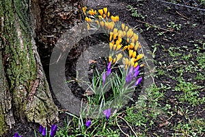 Crocus flowers in various colour in nature in Kastrup