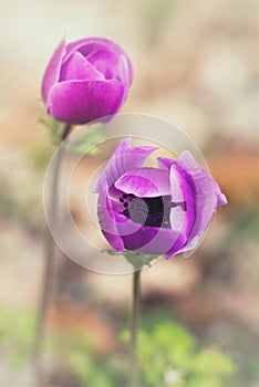 Crocus flowers violet petals macro photography