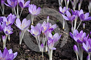 Crocus flowers