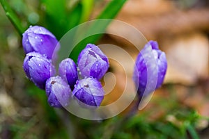 Crocus flowers in the wild