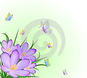 Crocus and flying butterflies