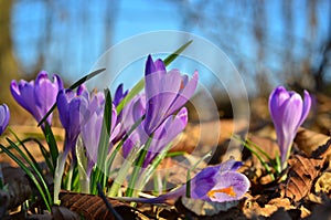 Crocus in the forest, first spring flowers