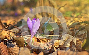 Crocus in the forest, first spring flowers
