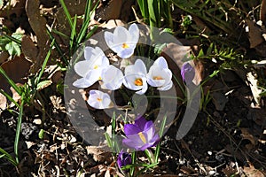 Crocus fowers in nature springs in danish capital Copenhagen