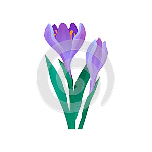 Crocus with gentle purple petals and green leaves. Blooming spring flower. Decorative vector element for product
