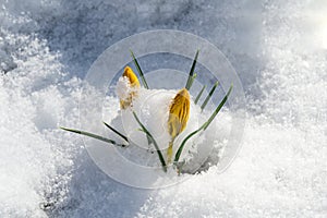 Crocus Golden Yellow covered with white fluffy snow. Soft focus of spring nature with close-up of yellow crocus