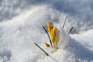 Crocus Golden Yellow covered with white fluffy snow. Soft focus of spring nature with close-up of yellow crocus.