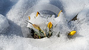 Crocus Golden Yellow covered with white fluffy snow. Soft focus of spring nature with close-up of yellow crocus.