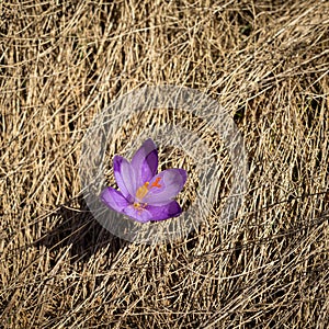 Crocus growing at the mountains