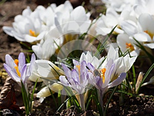 Crocus growing in mulch