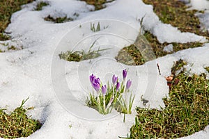 Crocus growing out of snow