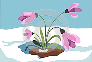 Crocus growing out of snow, spring season vector