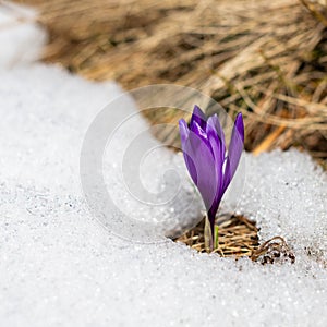 Crocus growing from the snow