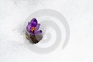 Crocus growing from the snow