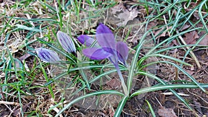 Crocus is the herald of spring. Green grass in the background. Purple Blossoms.