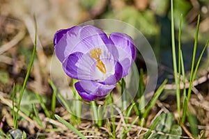 (Crocus heuffelianus, Crocus vernus) blooming in the grass