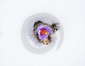 Crocus heuffelianus or Crocus vernus spring crocus, giant crocus purple flower blooming through the snow