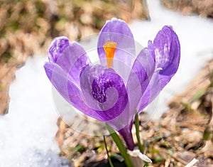 Crocus heuffelianus or Crocus vernus spring crocus, giant crocus purple flower blooming through the snow