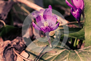 Crocus heuffelianus purple flowers, vintage photo. Spring time, primrose plants