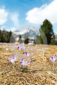 Crocus heuffelianus - Šafran Tatranksy ve Vysokých Tatrách