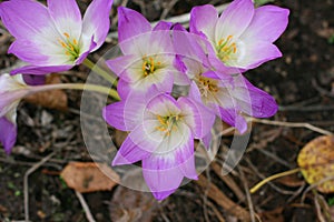 Crocus heuffelianus. Spring flowers in the wild nature. Crocus in spring time.