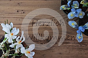 Crocus And Hyacinth, Herzlich Willkommen Means Welcome