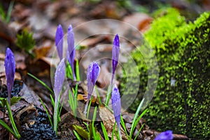 Crocus  inside of the forest