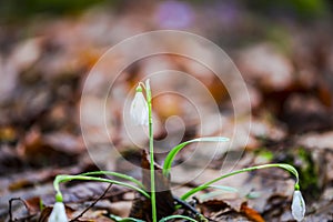 Crocus  inside of the forest