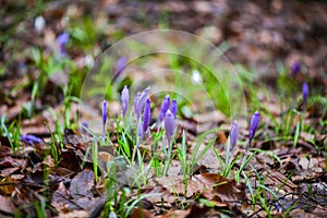 Crocus  inside of the forest