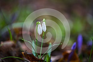Crocus  inside of the forest