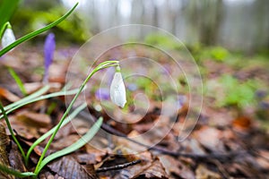 Crocus  inside of the forest