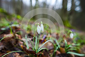Crocus  inside of the forest