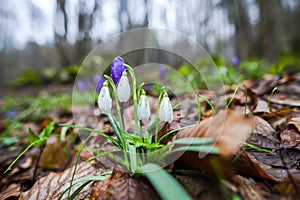 Crocus  inside of the forest