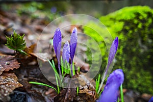 Crocus  inside of the forest