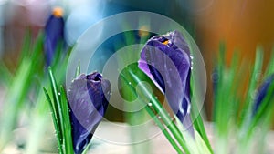 Crocus iridaceae blossoms