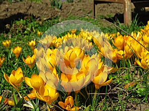 Crocus large flowering Golden Yellow. Crocus flavus, known as yellow crocus or Dutch yellow crocus. Spring meadow.