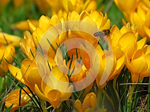 Crocus large flowering Golden Yellow. Crocus flavus, known as yellow crocus or Dutch yellow crocus. Spring meadow.