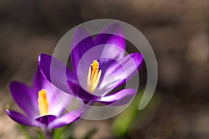 Crocus