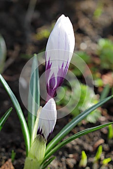 Crocus