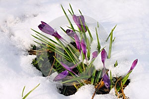 Crocus in the snow