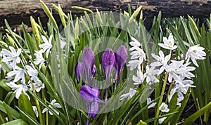 Crocus longiflorus with