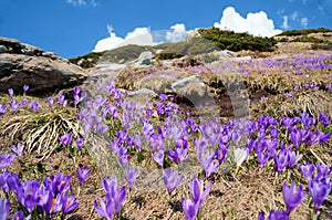 Crocus meadow