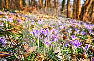 Crocus on a meadow with many crocuses in spring. Crocoideae