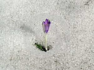 Crocus in the meadow with melting snow
