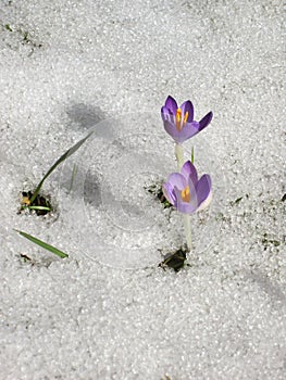 Crocus in the meadow with melting snow