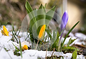 Crocus in melting snow